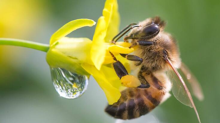 Les abeilles sont infectées par l'acarien Varroa, ce qui fragilise les colonies (archives).