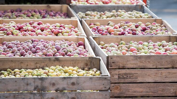 Les fruits sont de très bonne qualité cette année et particulièrement sucrés grâce à la chaleur de l'été.