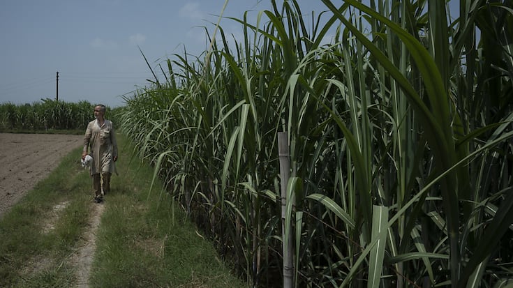 De premières estimations laissent entrevoir une baisse de la production en Thaïlande et en Inde, respectivement deuxième et troisième exportateurs mondiaux, en raison d'El Niño, selon la FAO (archives).