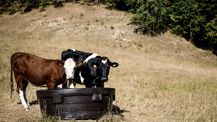 Si les problèmes d&#8217;approvisionnement des alpages en eau ont été plus rares en 2023, on doit cependant s&#8217;attendre toujours plus à de longues périodes de sécheresse en été, préjudiciables à la bonne marche des exploitations. Ici, des vaches abreuvées en 2022 près du col du Mollendruz (VD).
