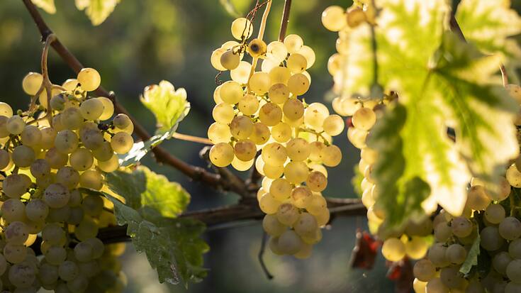 C'est davantage à cause de la baisse de production en Italie qu'à une hausse dans l'Hexagone que la France pourrait retrouver sa place de premier producteur (Photob prétexte).