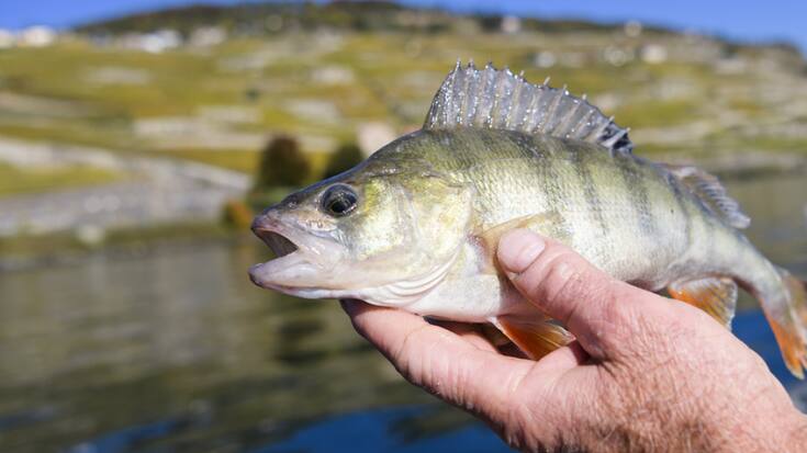 En 2022, l'essentiel du rendement de la pêche lémanique repose toujours sur les deux principales espèces piscicoles que sont la perche (photo) avec 438 tonnes et le corégone, communément appelé "féra" avec 170 tonnes (archives).