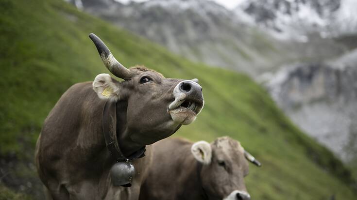 En raison de l'état des finances fédérales, le Conseil fédéral prévoit d'allouer un peu moins d'argent à l'agriculture pour les années 2026-2029 (archives).