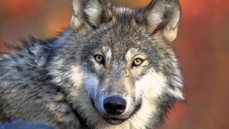 En 2022, 1200 animaux de rente ont été tués par des loups en Suisse jusqu'à fin septembre. En 2023, ce chiffre était de 850 animaux.