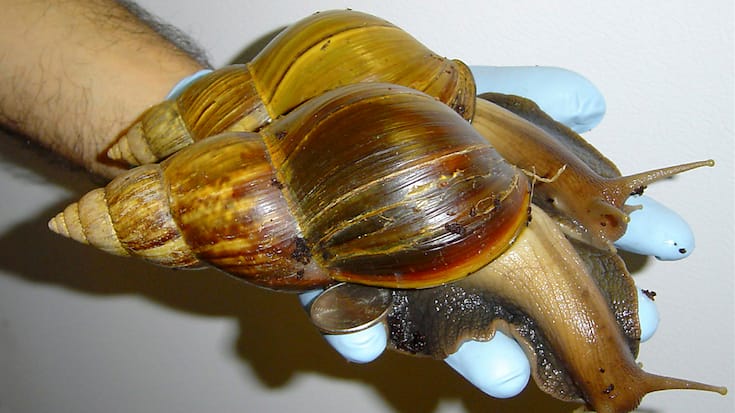 Considéré comme une espèce invasive particulièrement problématique, l’escargot terrestre géant, originaire d’Afrique de l’Est, est vorace et se reproduit très rapidement (archives).