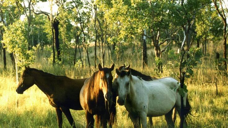 Le nombre excessif de chevaux sauvages menace l'écosystème (Photo prétexte).