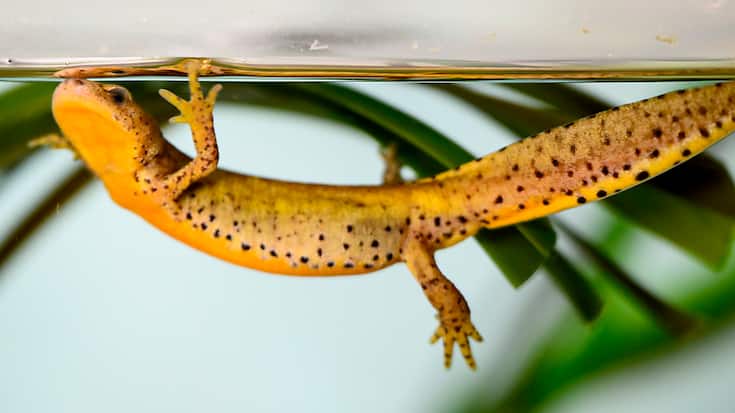 Aquatis à Lausanne s'est impliquée dans le sauvetage d'une espèce menacée, le triton alpestre de Calabre. Grâce à 40 survivants ramenés à Lausanne, des milliers de larves pourront repeupler l'été prochain quatre lacs de montagne de cette région du sud de l'Italie.
