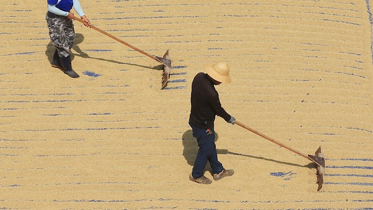 Les travailleurs en extérieur devraient toujours porter des couvre-chefs à large bord et des habits longs (image d'illustration).