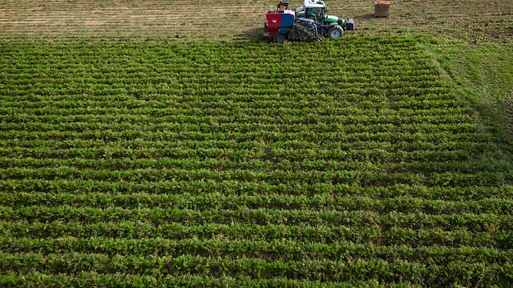 La politique agricole suisse va évoluer. Le système actuel des paiements directs atteint ses limites (illustration).