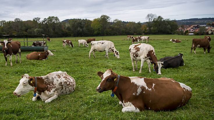 Les sénateurs veulent donner un coup de pouce à l'agriculture, qui a aussi été touchée par les mesures d'économie décidées par le Conseil fédéral (image d'illustration).