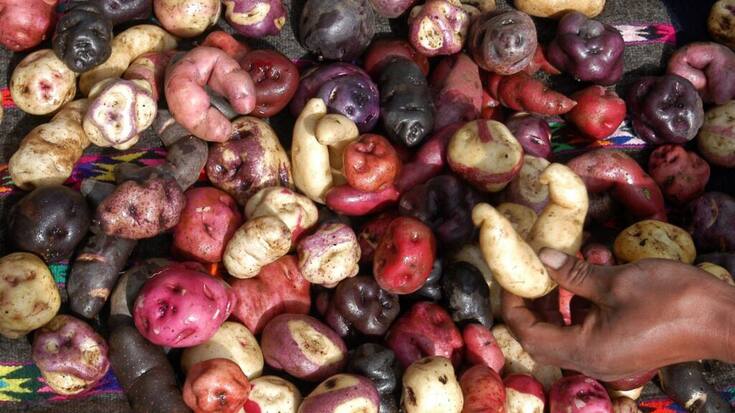 L'ONU a déclaré le 20 mai Journée internationale de la pomme de terre. Le Pérou défendait cette cause, le pays cultive des milliers de variétés de la tubercule. (archives)