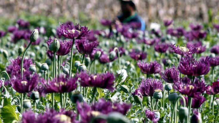 La Birmanie a pris à l'Afghanistan la première place des pays producteurs de pavot.