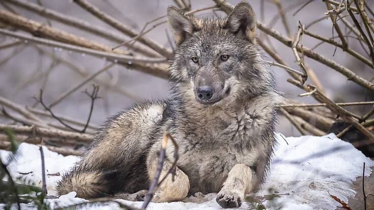Les loups suscitent passions et émoi en Suisse.