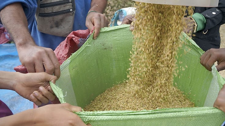 Les cours du blé, indispensable céréale du pain, avaient flambé, faisant craindre à l'ONU une catastrophe alimentaire accrue dans les Etats fragiles. (EPA/KITH SEREY)