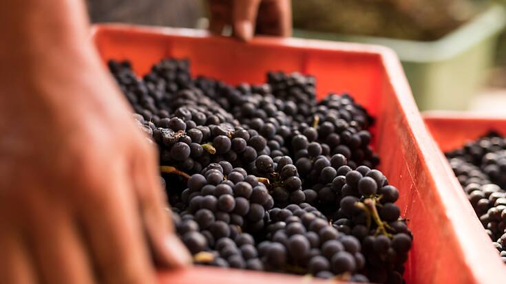 L'an dernier en Valais, 45,7 millions de kilos de raisins ont été encavés. Un volume semblable aux vendanges 2019 et 2022. (Archives).