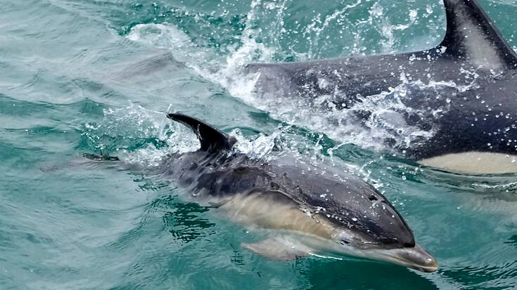 L'organisme scientifique international de référence estime à environ 9000 le nombre de dauphins communs morts chaque année par capture accidentelle au large des côtes atlantiques françaises. Les autorités ont suspendu la pêche pendant un mois afin de protéger ces mammifères marins (Illustration).