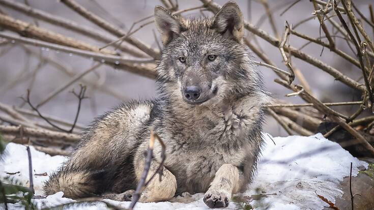 Le Valais a supprimé 27 loups qui vivaient sur son territoire (photo d'illustration)
