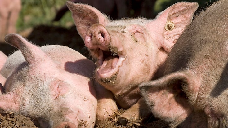 Selon une nouvelle étude, nourrir les porcs avec du chocolat et des pâtes n'a aucune influence sur la qualité de la viande. (Image symbolique)