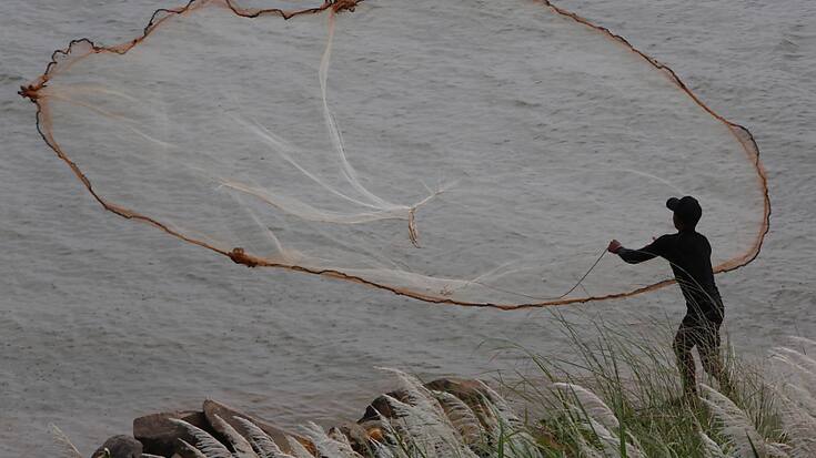 Quelque 74 espèces de poissons du Mékong sont menacées d'extinction selon l'Union internationale pour la conservation de la nature (UICN), dont 18 qui sont considérées comme en danger critique. Mais le chiffre réel pourrait être bien supérieur, d'après les auteurs.