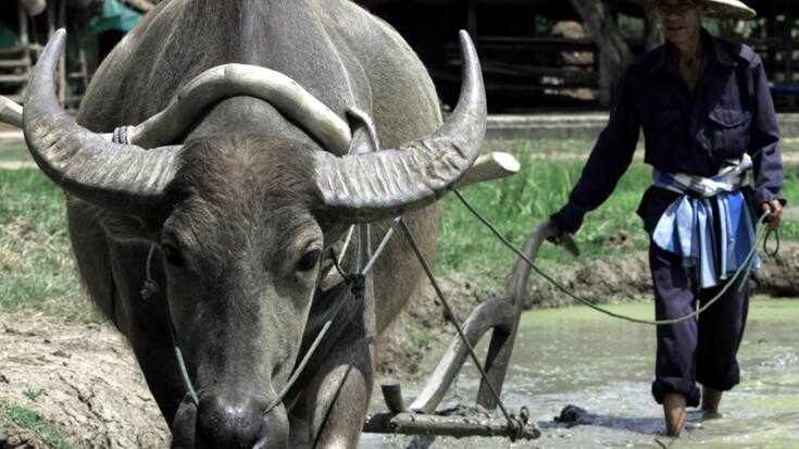 Les buffles d'eau sont omniprésents dans la campagne thaïlandaise. Ils sont appréciés en tant qu'animaux de ferme robustes et fiables (archives).