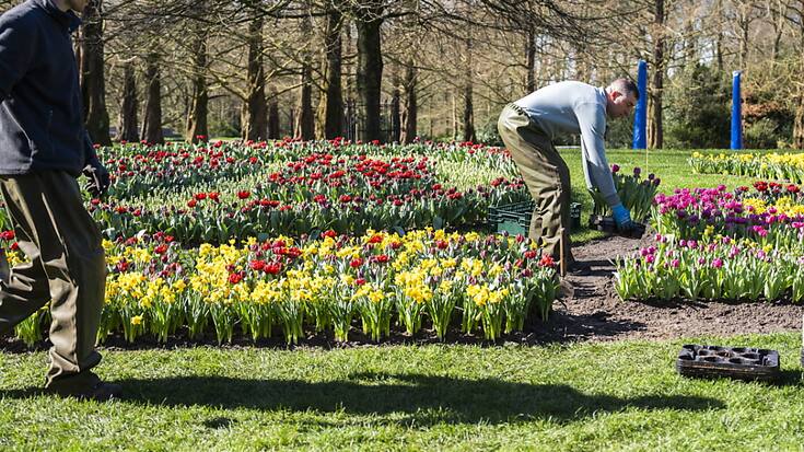 Des centaines de milliers de visiteurs sont attendus au Keukenhof pour admirer les sept millions de bulbes en fleurs. Ici, les préparatifs il y a une semaine.