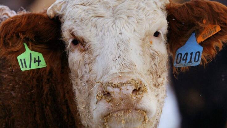 Le virus a été découvert chez des vaches laitières américaines pour la première fois (image prétexte/archives).