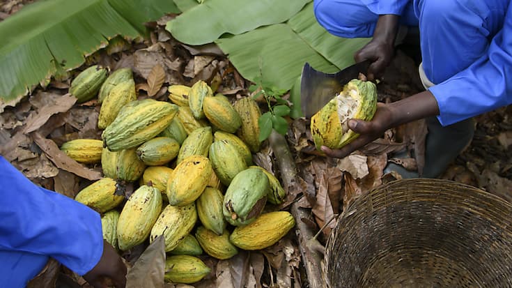 En Côte d'Ivoire, d'où vient 45% de la production mondiale de cacao, le prix d'achat des fèves est fixé par l'Etat (archives).