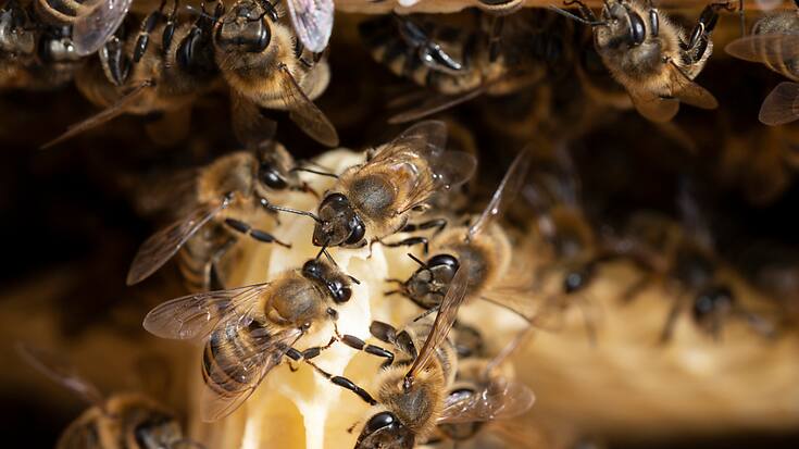 Deux cas d’intoxications de colonies d’abeilles ont été confirmés en Suisse l'an dernier. Dans un cas, plus de 80 colonies ont été touchées. (image symbolique)
