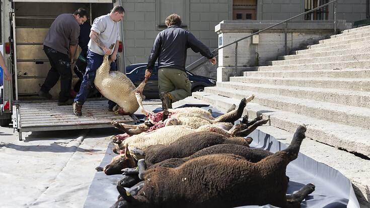 Des agriculteurs ont déposé une dizaine de moutons tués par un loup dans la nuit devant le siège du gouvernement vaudois à Lausanne samedi.