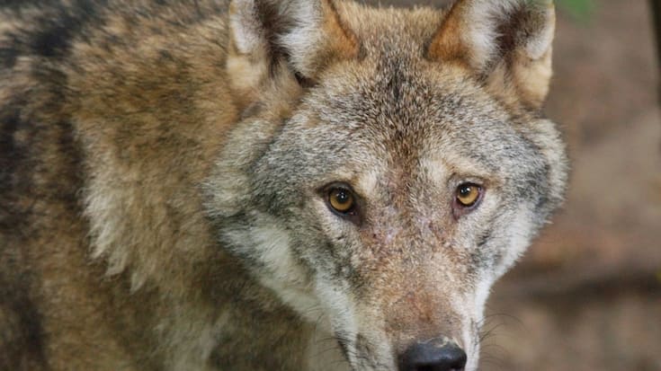 Les organisations environnementales Birdlife, Groupe Loup Suisse, Pro Natura et le WWF critiquent la révision de l'ordonnance sur la chasse, actuellement en consultation. (Archives)