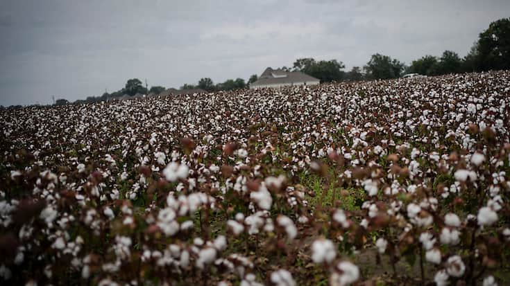 L'ONG dit avoir retracé le parcours de 816'000 tonnes de coton provenant de deux des plus grandes entreprises agroindustrielles du Brésil - SLC Agrícola et le groupe Horita - dans l'ouest de l'État de Bahia (archives).