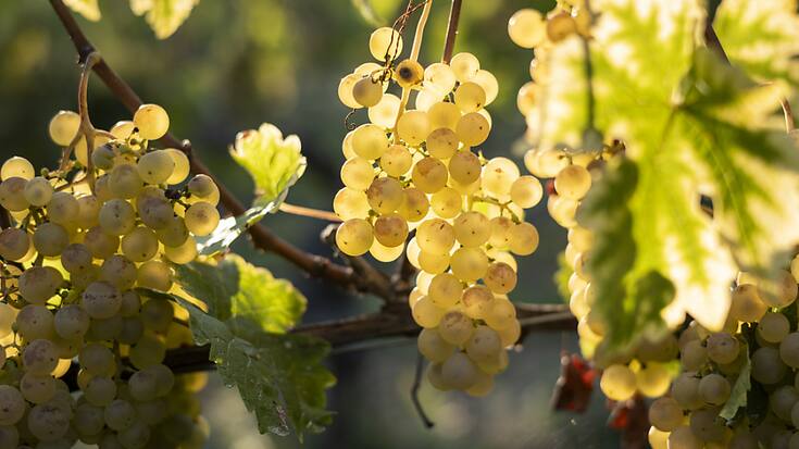 La part de marché des vins suisses a augmenté en 2023, malgré une consommation globale en baisse. (Photo d'illustration)