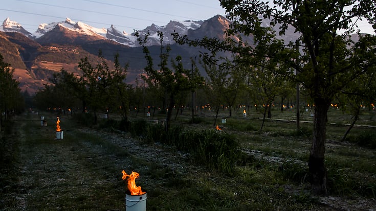 Toute la partie du Valais qui compte des cultures fruitières ou maraîchères, soit du Léman jusqu'à Sierre, est touchée par le risque de gel. (archives)