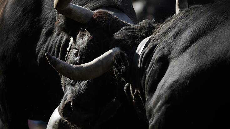 Le dimanche 12 mai, jour de la fête des mères, quelque 150 vaches devraient se mesurer à Aproz, en Valais, pour obtenir le titre de reine nationale 2024 (archives).