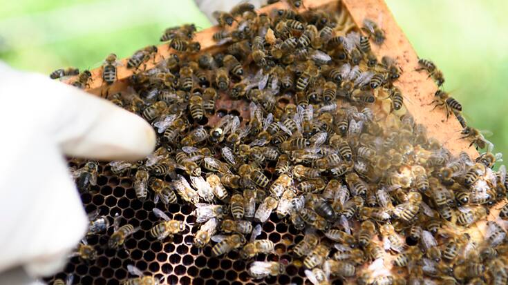 La densité des colonies s'est accrue au cours de la dernière décennie, garantissant une pollinisation efficace des plantes cultivées et sauvages dans la plupart des régions (archives).