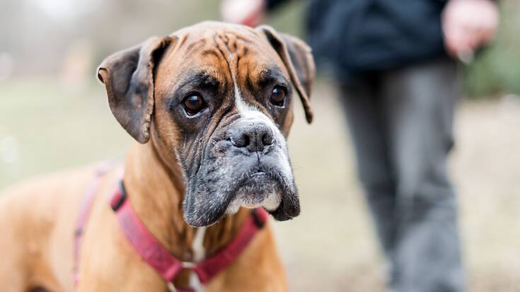 De nouvelles règles ont été imposées aux propriétaires de chiens en Espagne en septembre dernier avec notamment une assurance responsabilité civile obligatoire (archives).