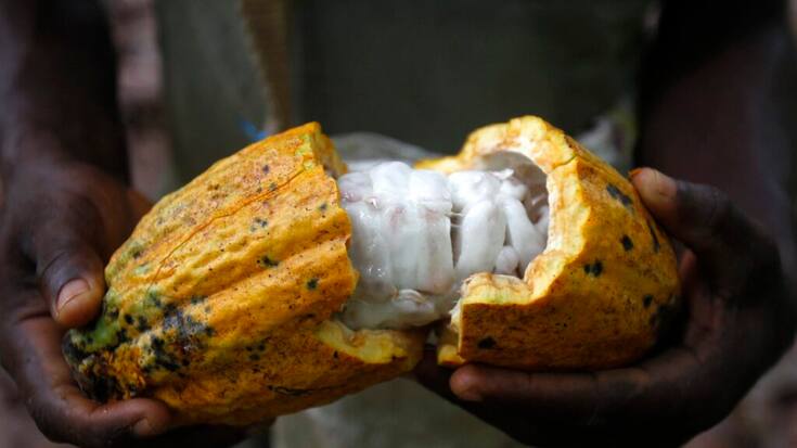 Des chercheurs de l'EPFZ ont utilisé la pulpe et l'écorce de la fêve de cacao pour remplacer le sucre cristallisé dans le chocolat (archives).