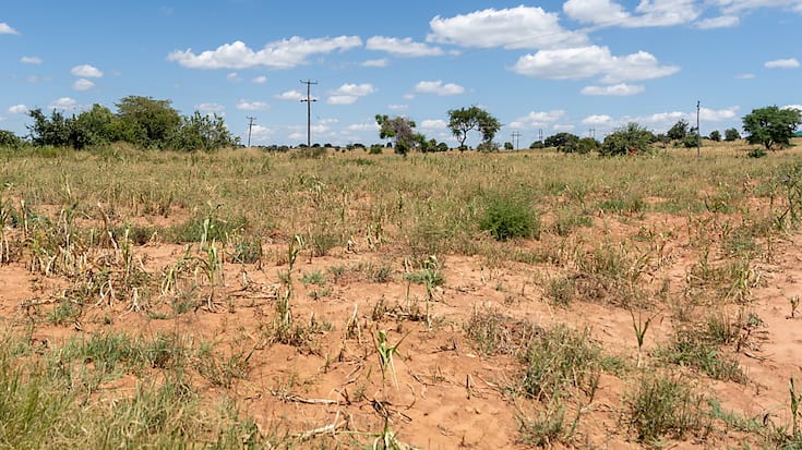 La Zambie, dont 70% de la population dépend de l'agriculture pour se nourrir, a déclaré l'état de catastrophe nationale en avril. Le président Hakainde Hichilema a lancé un appel à l'aide, déclarant que son pays a besoin d'une assistance "vitale" de plus de 900 millions de dollars