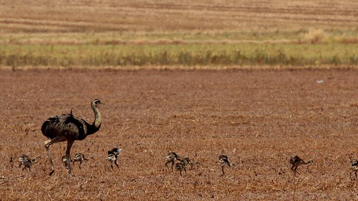 LE Cerrado est une savane réputée pour la richesse de sa biodiversité (archives).