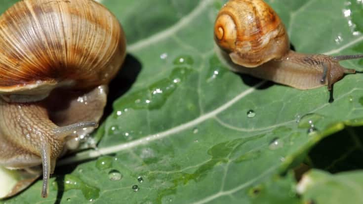La production d'escargots sera autorisée dans les exploitations agricoles suisses (archives).
