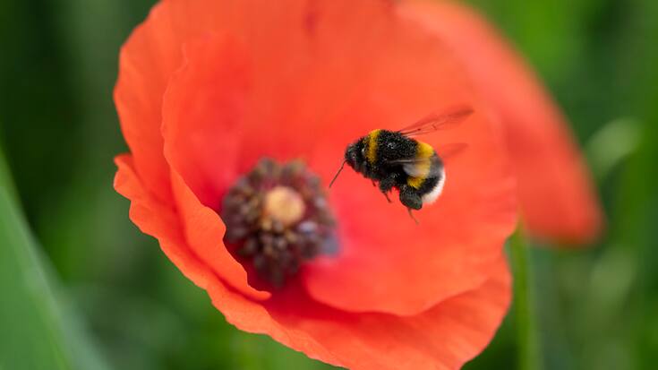 Toutes les espèces d'abeilles ont besoin pour leur développement d'une offre florale variée qui leur fournisse du nectar et du pollen tout au long de la saison. Or, cette diversité florale fait défaut dans de nombreuses régions pendant les mois d'été.