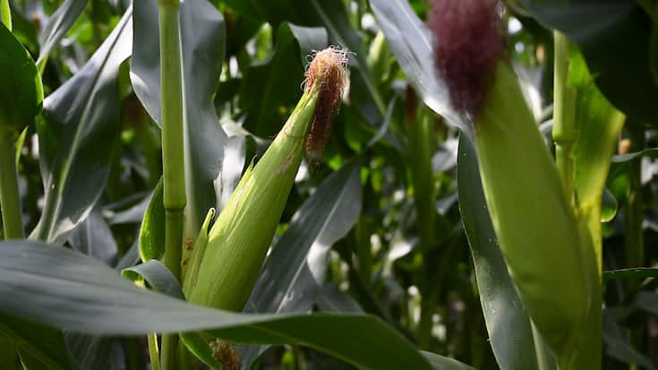 Dans la polyculture, le maïs, par sa longue tige, sert de tuteur au haricot grimpant (photo symbolique).