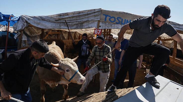 Les musulmans abattent un animal sacrifié, comme ce taureau à Istanbul, et partagent la viande en trois parties: une pour la famille, une pour les amis et les parents, et une pour les pauvres et les nécessiteux.