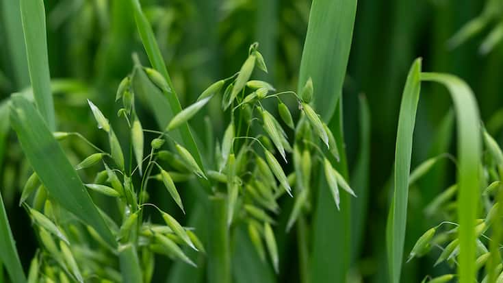 L'agriculture recevra près de 14 milliards de francs pour la période 2026-2029 (illustration).