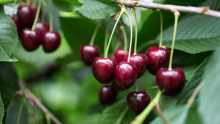 Les cerises suisses ne sont pas seulement un délice, mais elles sont aussi très saines, rappelle Fruit-Union suisse (archives).