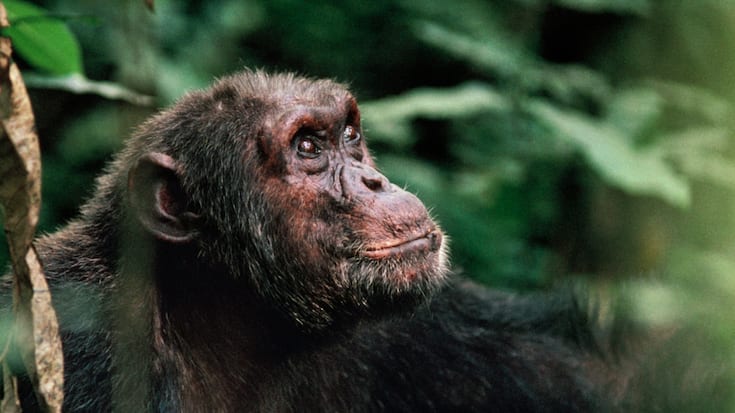 Derrière l'Amazonie, le bassin du Congo est le deuxième massif forestier et poumon écologique de la planète, avec quelque 220 millions d'hectares de forêts répartis à travers plusieurs pays, dont le Congo-Brazzaville, la République démocratique du Congo, le Gabon.