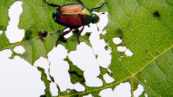Le scarabée s'attaque à environ 300 plantes de différentes familles (photo symbolique).