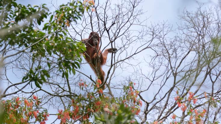 L'Indonésie est de loin le pays où la déforestation liée à l'exploitation minière a été la plus forte dans le monde entre 2001 et 2020, selon une étude de WWF datant de 2023.