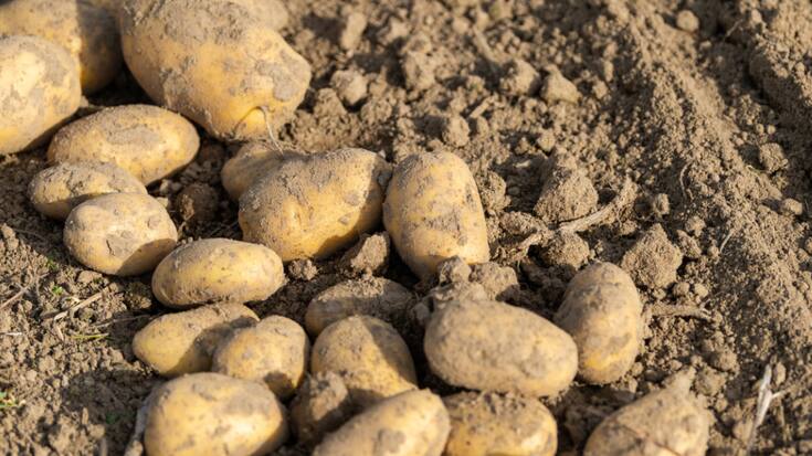 "Aujourd'hui déjà, les surfaces mondiales de production sont limitées", écrit l'Union suisse des paysans. "Il suffit d'une guerre dans un pays exportateur important ou d'une année de conditions météorologiques extrêmes pour que l'approvisionnement de toute l&#8217;humanité soit menacé."