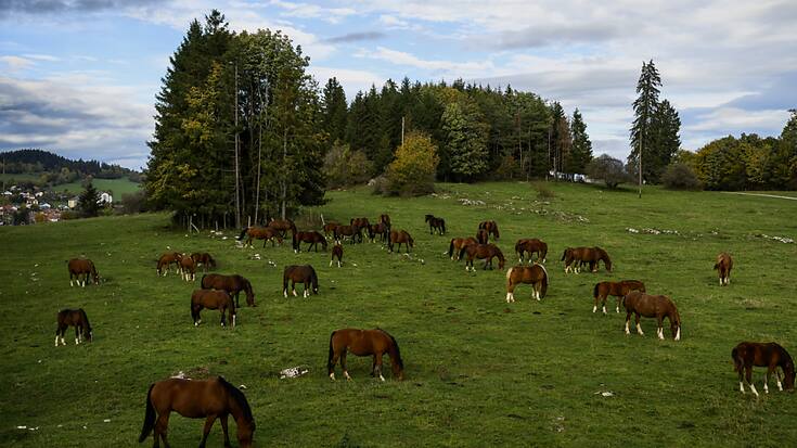 Les pâturages boisés - comme ici au Noirmont (JU) - résultent d&#8217;un équilibre fragile entre pression de la pâture et régénération des arbres, héritages des pratiques sylvo-pastorales traditionnelles, notent les auteurs de l'étude (archives).
